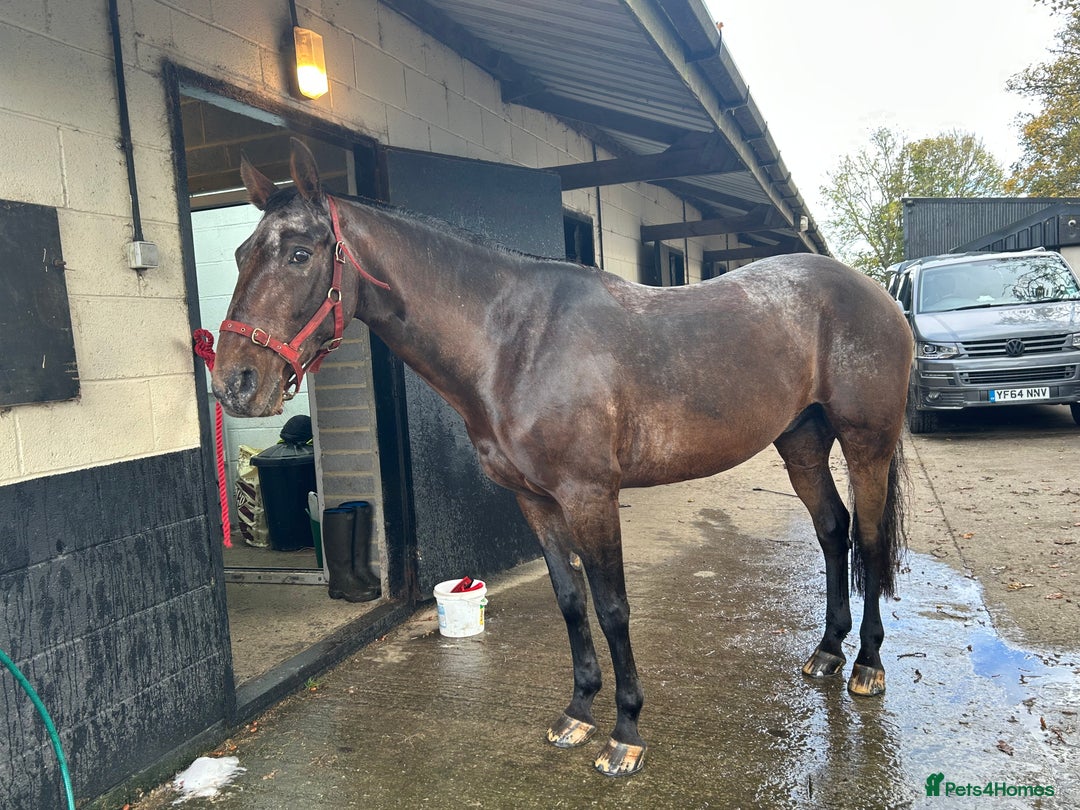 Appaloosa horses for sale: Albi  - Advert 1