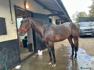 Appaloosa horses for sale: Albi - Advert 1