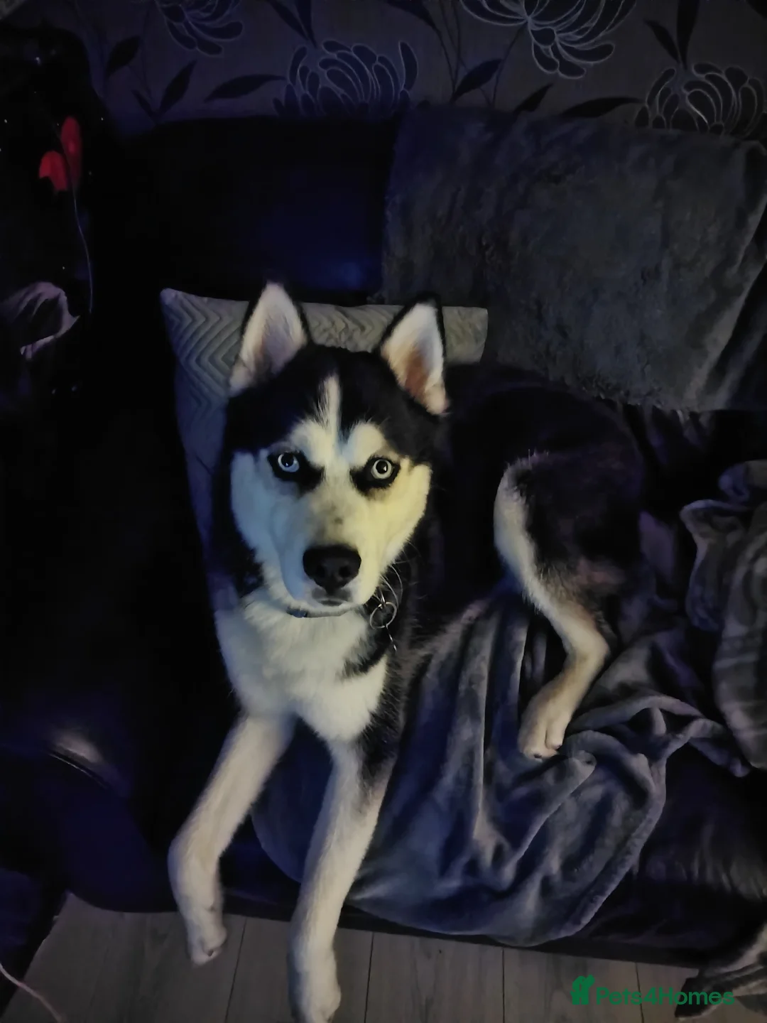 Siberian Husky dogs for sale: Husky  in Feltham - Advert 2