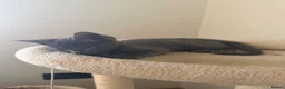 Mixed Breed cats for sale: Beautiful grey male kitten for sale  - Advert 5