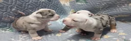 Dorset Olde Tyme Bulldogge dogs for sale: Oldeenglish puppies 🐶 - Advert 3