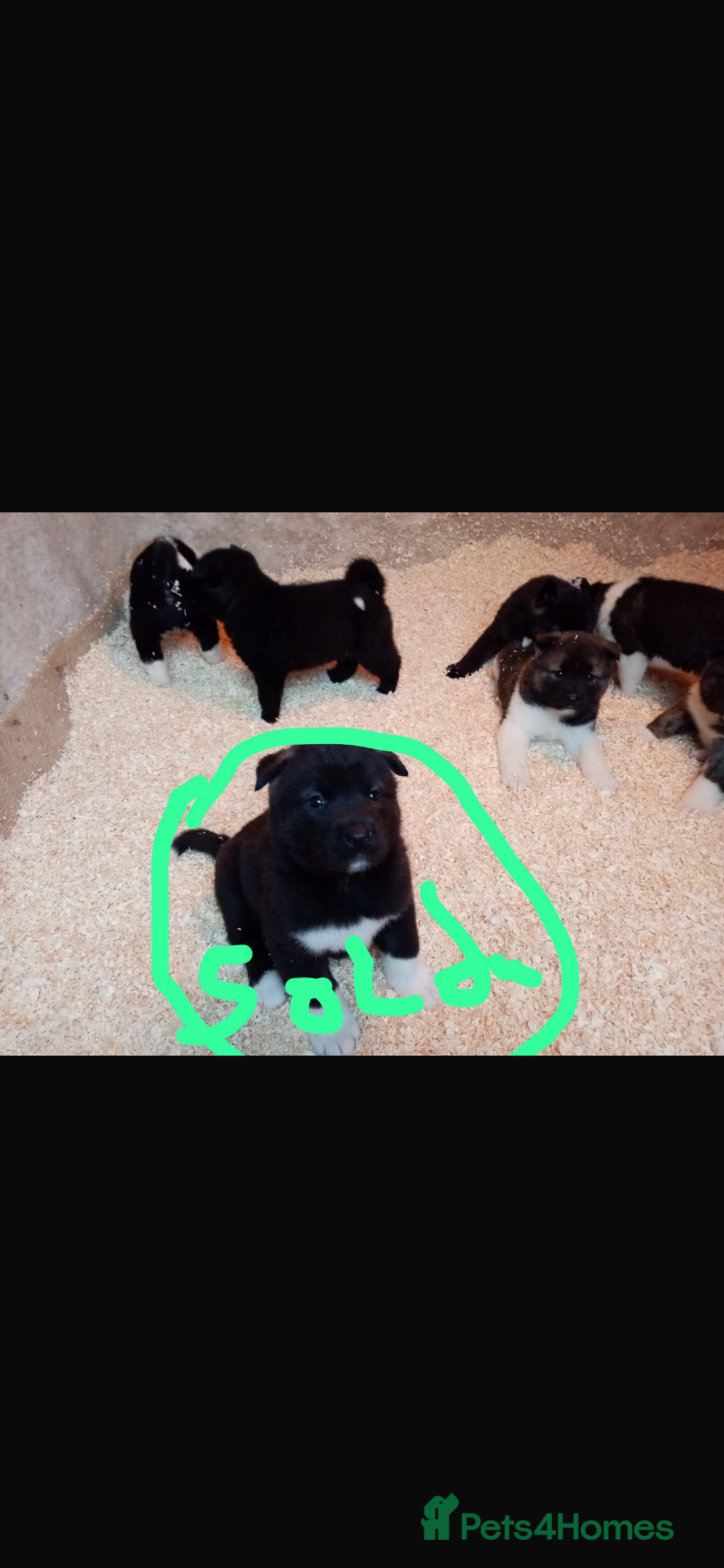 Akita dogs for sale: 7 bear faced American Akitas puppies  - Advert 15