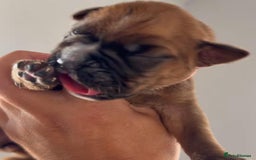 Boxer dogs for sale: Quality litter of boxer puppies - Advert 7