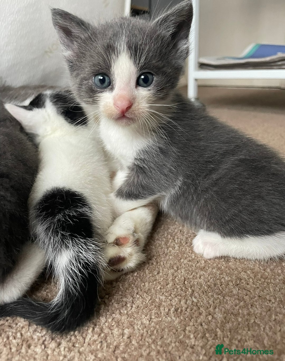 Mixed Breed cats for sale: 5 Beautiful & Friendly kittens for sale  - Advert 36