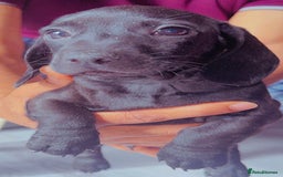 Miniature Dachshund dogs for sale: Last girl ready to go. Beautiful mini dachshund. in Coalville - Image 1