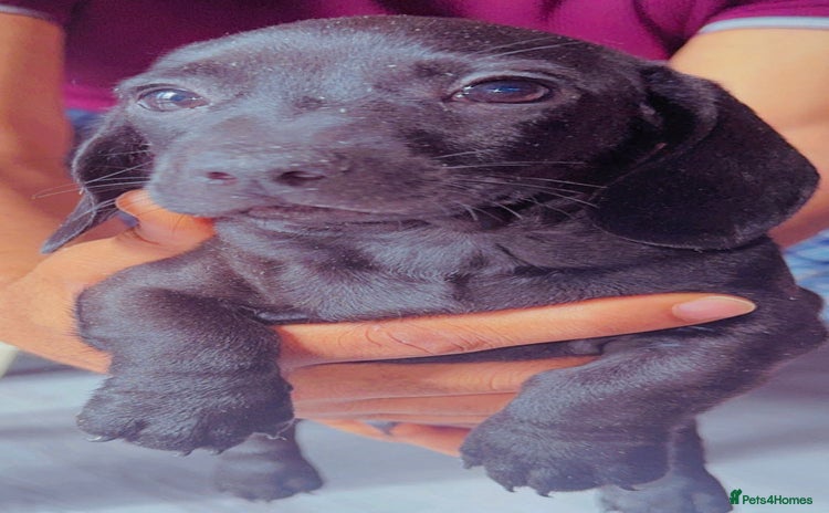 Miniature Dachshund dogs in Coalville - Advert 3