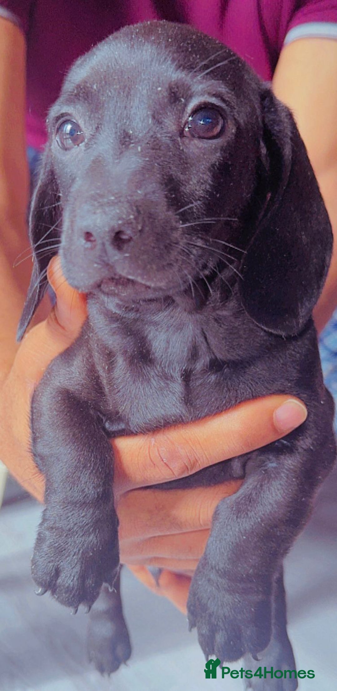 Miniature Dachshund dogs for sale: Last girl ready to go. Beautiful mini dachshund. in Coalville - Image 1