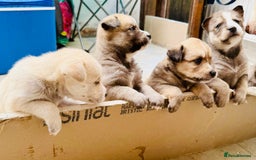 Pomsky dogs for sale: Adorable Blue Eyed 🐾 Long Eared Pomskies  - Image 19
