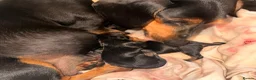 Dachshund dogs for sale: Dachshunds for sale  - Advert 11