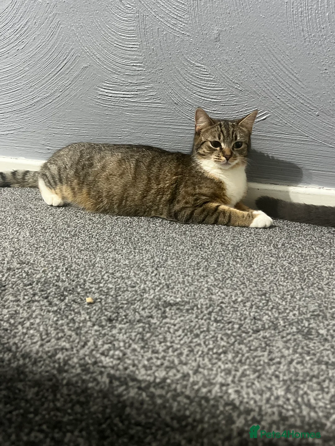 Mixed Breed cats for sale: Tabby mixed with ragdoll - Advert 2