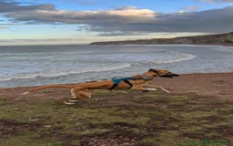 Greyhound dogs for sale: Greyhound boy - 11 months  - Image 4