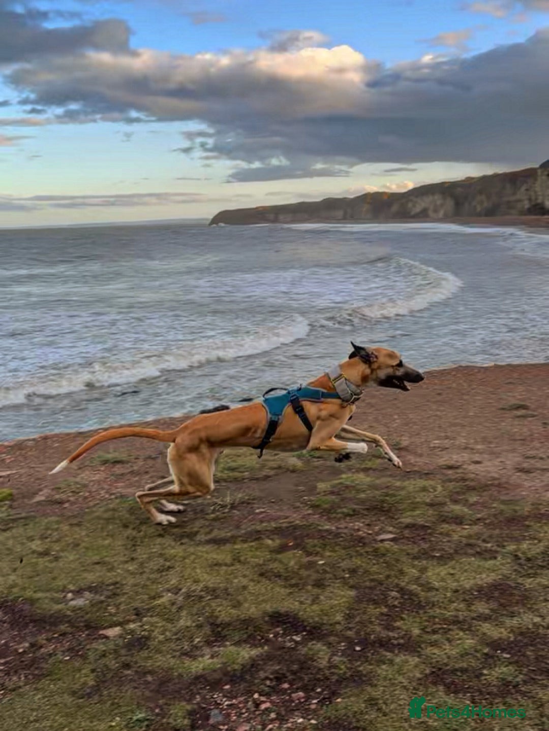 Greyhound dogs for sale: Greyhound boy - 11 months  - Image 4