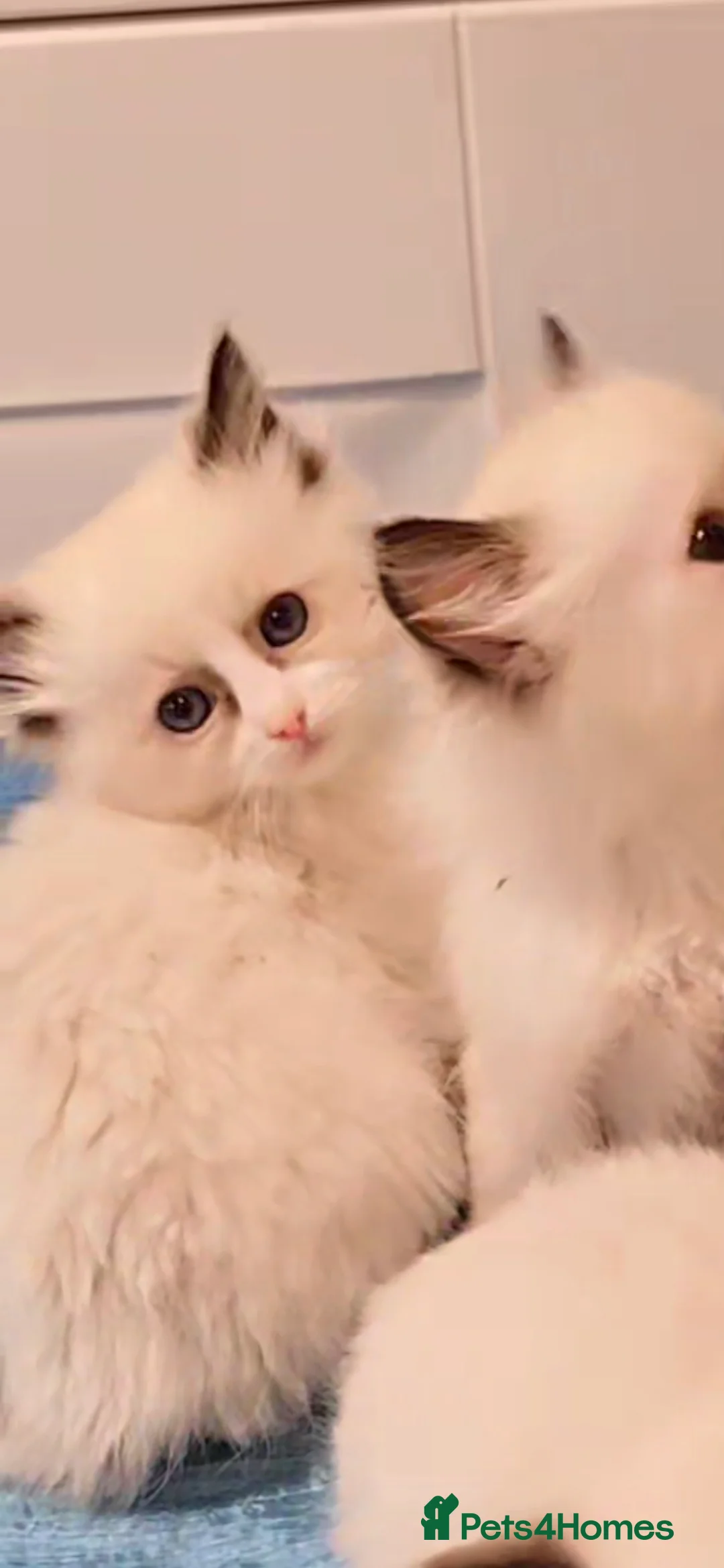 Ragdoll cats for sale: TICA REGISTERED KITTENS/Active - Advert 19