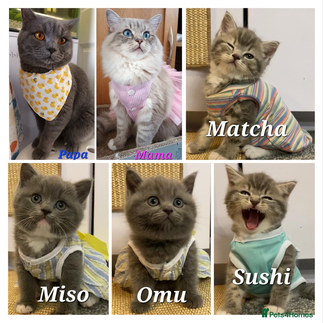 British Shorthair cats for sale: Pure Pedigree British Shorthair  - Image 25