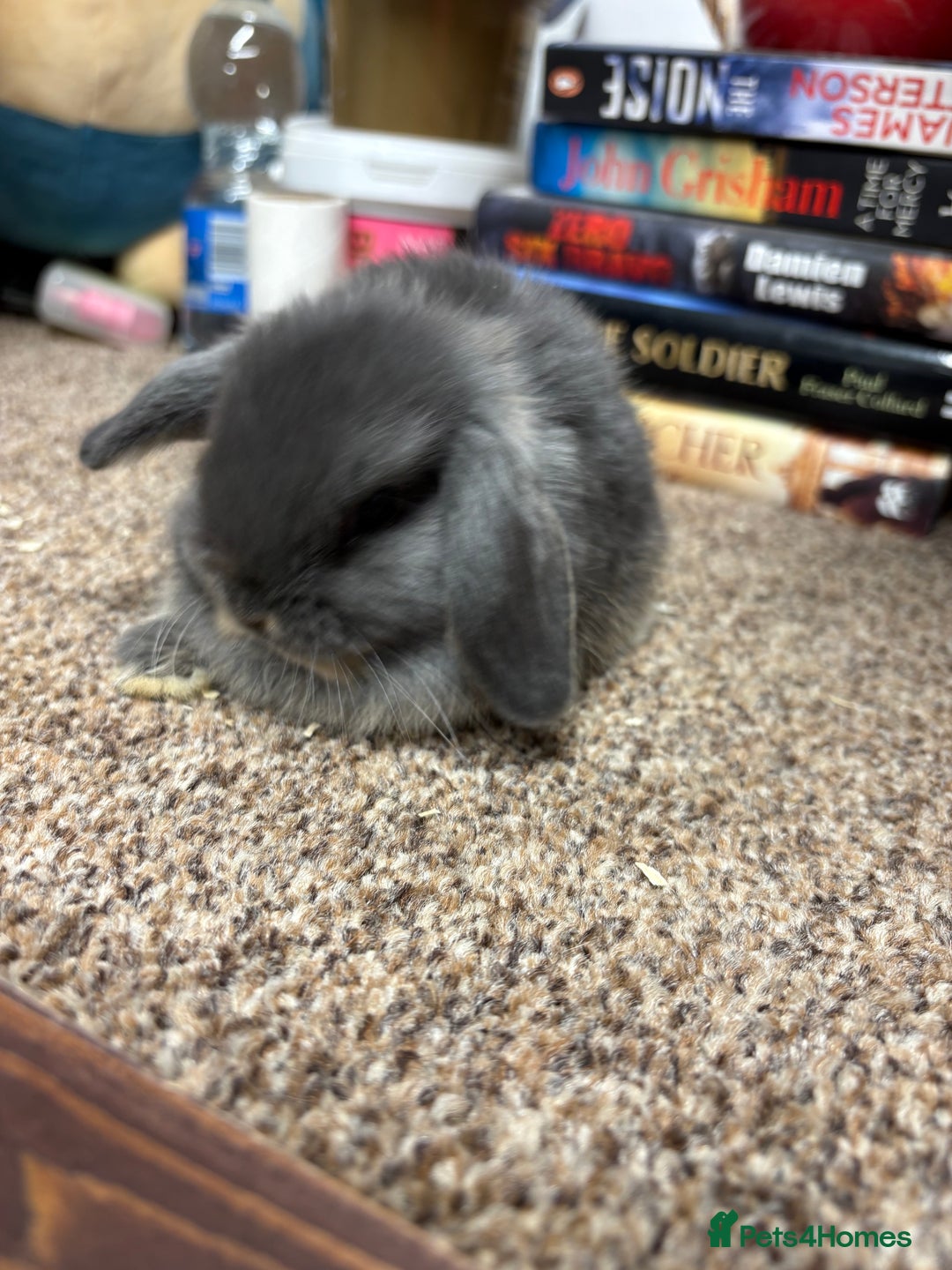 Mini Lop rabbits for sale: Mini Lop  - Image 4
