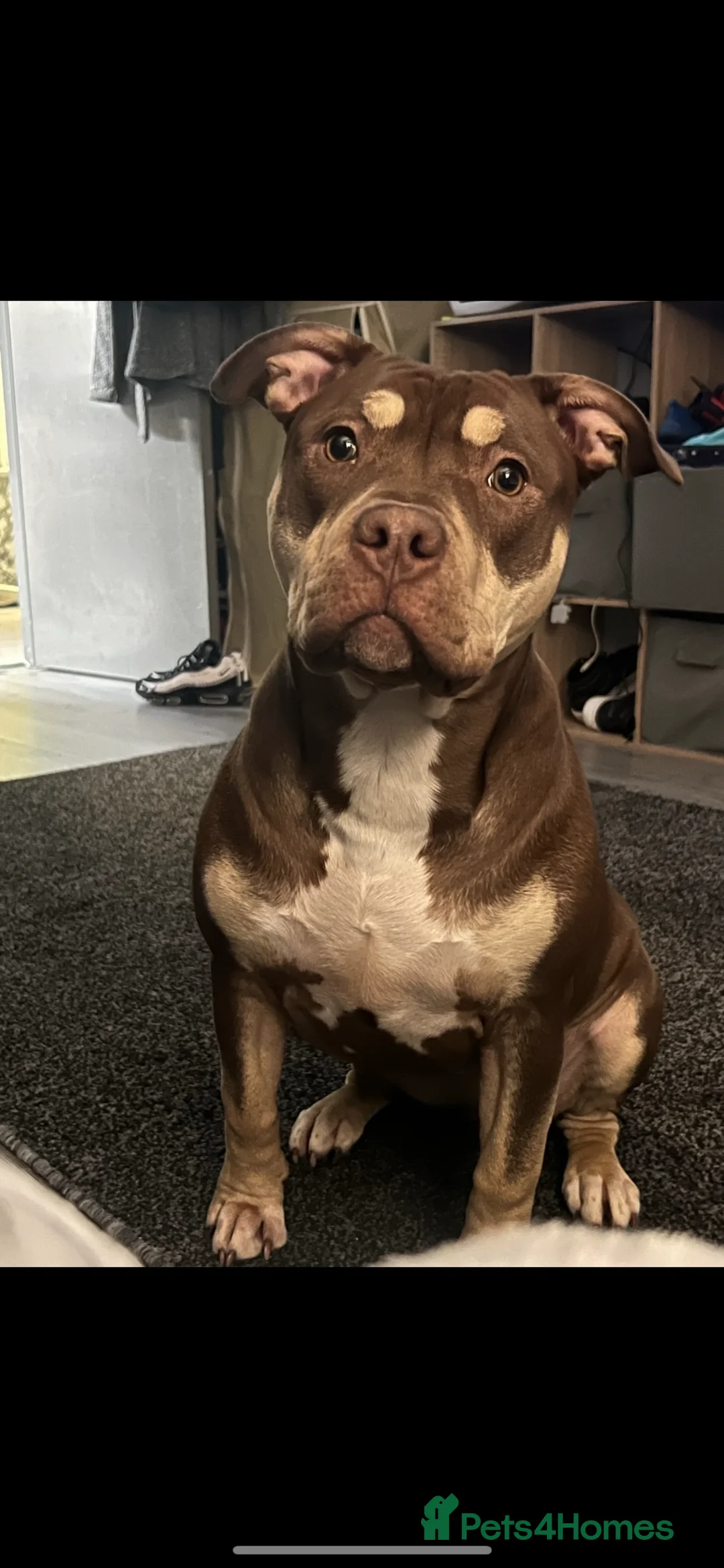 American Bulldog dogs for sale: 2 female dogs rehome in Hinckley - Advert 5
