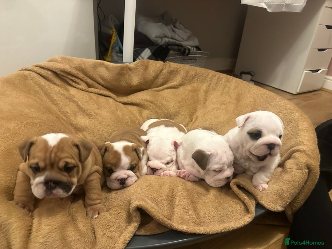 English Bulldog dogs for sale: Full Pedigree KC Registered English Bulldogs - Advert 3