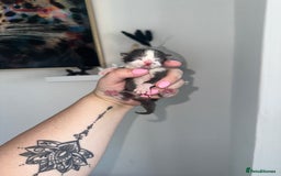 Mixed Breed cats for sale: Mixed breed kittens  - Image 1