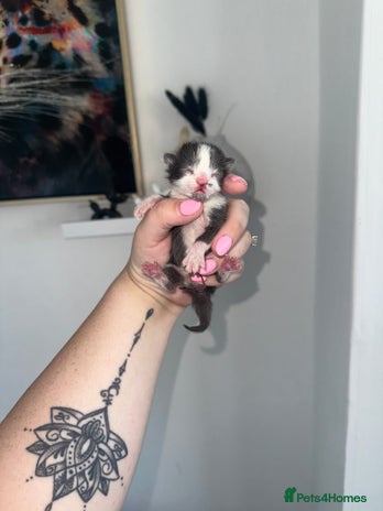 Mixed Breed cats - Advert 2