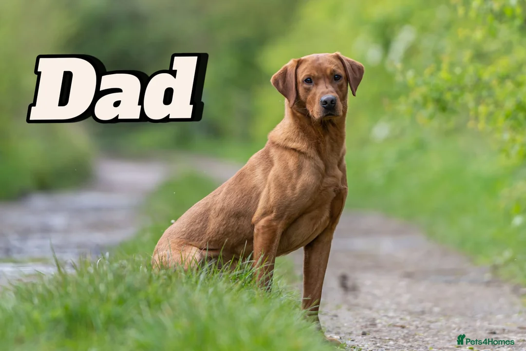 Labrador Retriever dogs for sale: KC REGISTERED FOX RED LABRADOR PUPPIES - Advert 2