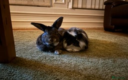 Mixed Breed rabbits for sale: Bean (looking for a bunny wife) - Image 5