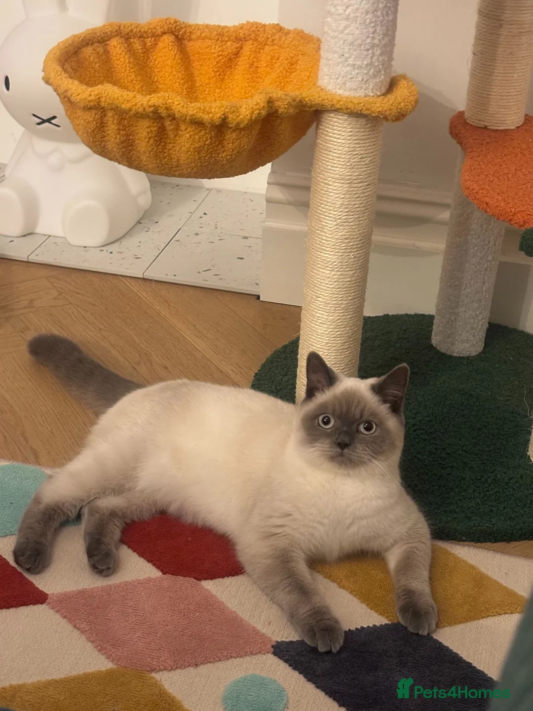British Shorthair cats for sale: 8month Kitten Female Blue Point British Short Hair - Advert 5
