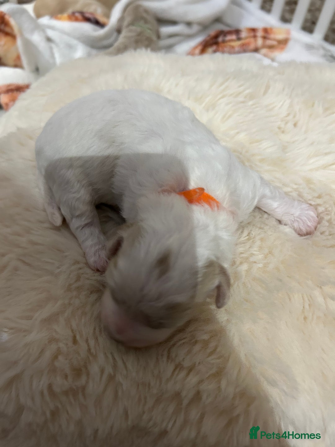 Maltipoo dogs for sale: 4 Adorable F2 Maltipoo pups - Advert 11
