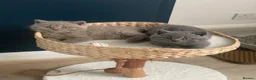 British Shorthair cats for sale: Champion Bloodline British shorthair kittens - Advert 9