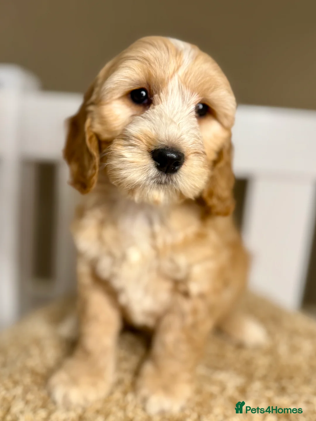 Cockapoo dogs for sale: Sweet Natured, Healthy & Happy Cockapoos - Advert 11