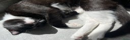 Domestic Shorthair cats for sale: Cat rehome  - Advert 6