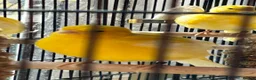Canaries birds for sale: Fife Canaries in Chester-le-Street - Advert 6