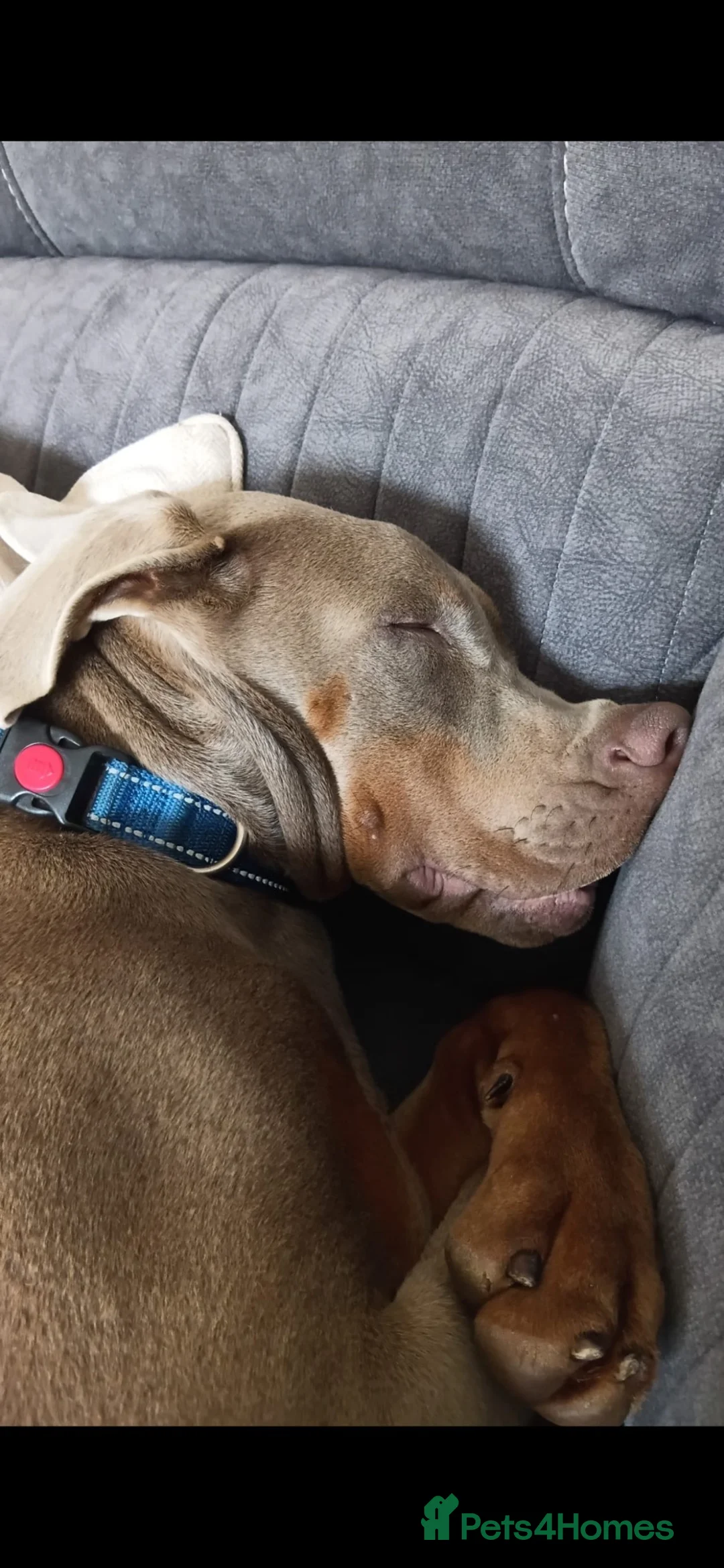 Dobermann dogs for sale: Big softy Doberman  in Shotts - Advert 2