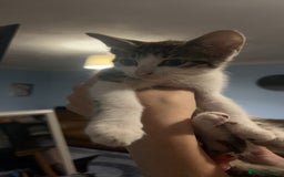 Persian cats for sale: Kittens for sale  - Image 3