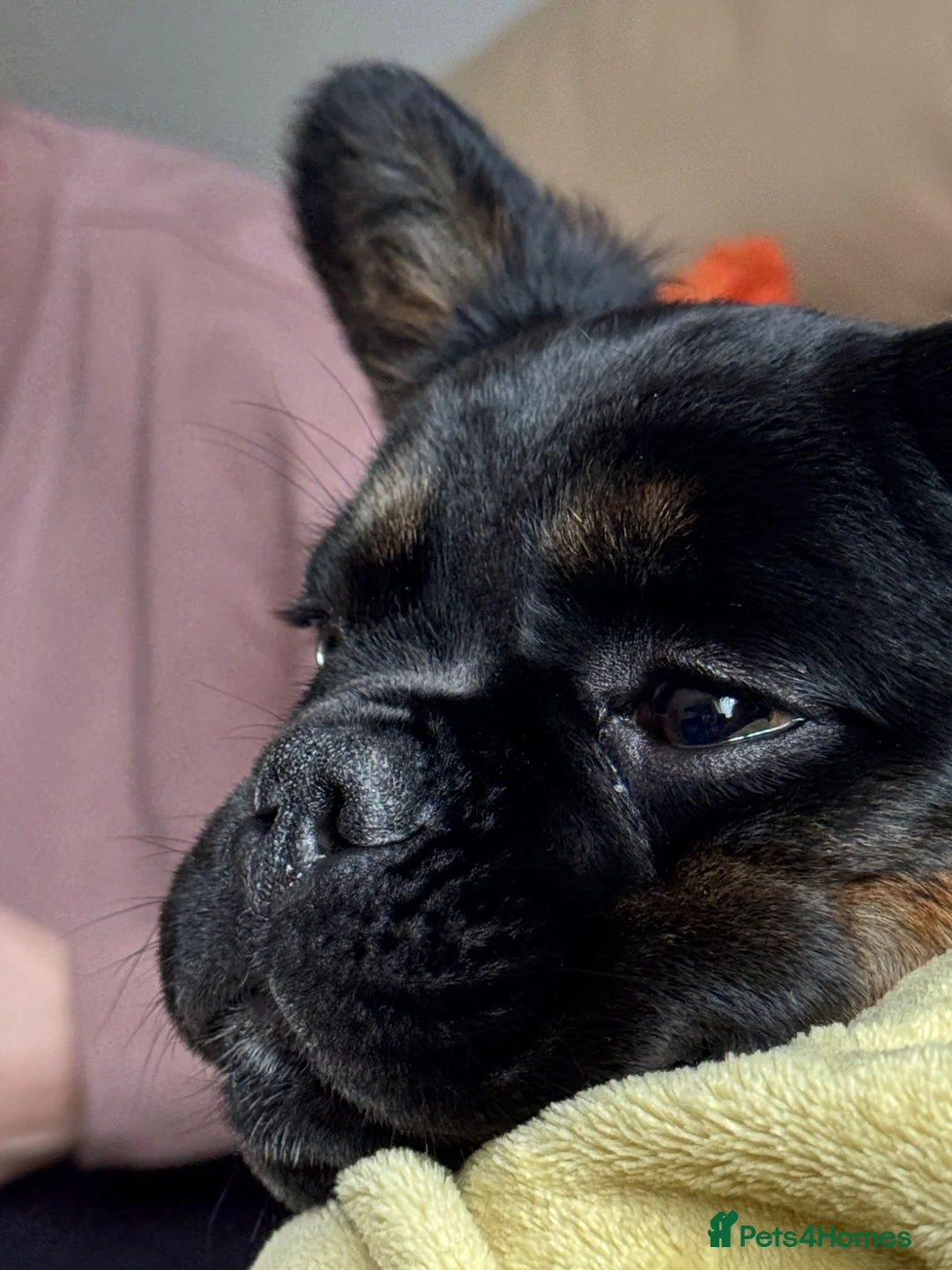 French Bulldog dogs for sale: Fluffy Frenchie 7 months old in Truro - Advert 2