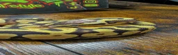 Python Snake reptiles for sale: Super pastel enchi het clown ball python  - Advert 2