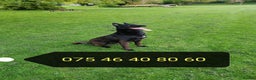 Belgian Shepherd Dog dogs for stud: ‼️Rare Colour ‼️ in Uxbridge - Advert 2