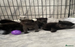 Mixed Breed cats for sale: Stunning kittens - Image 18