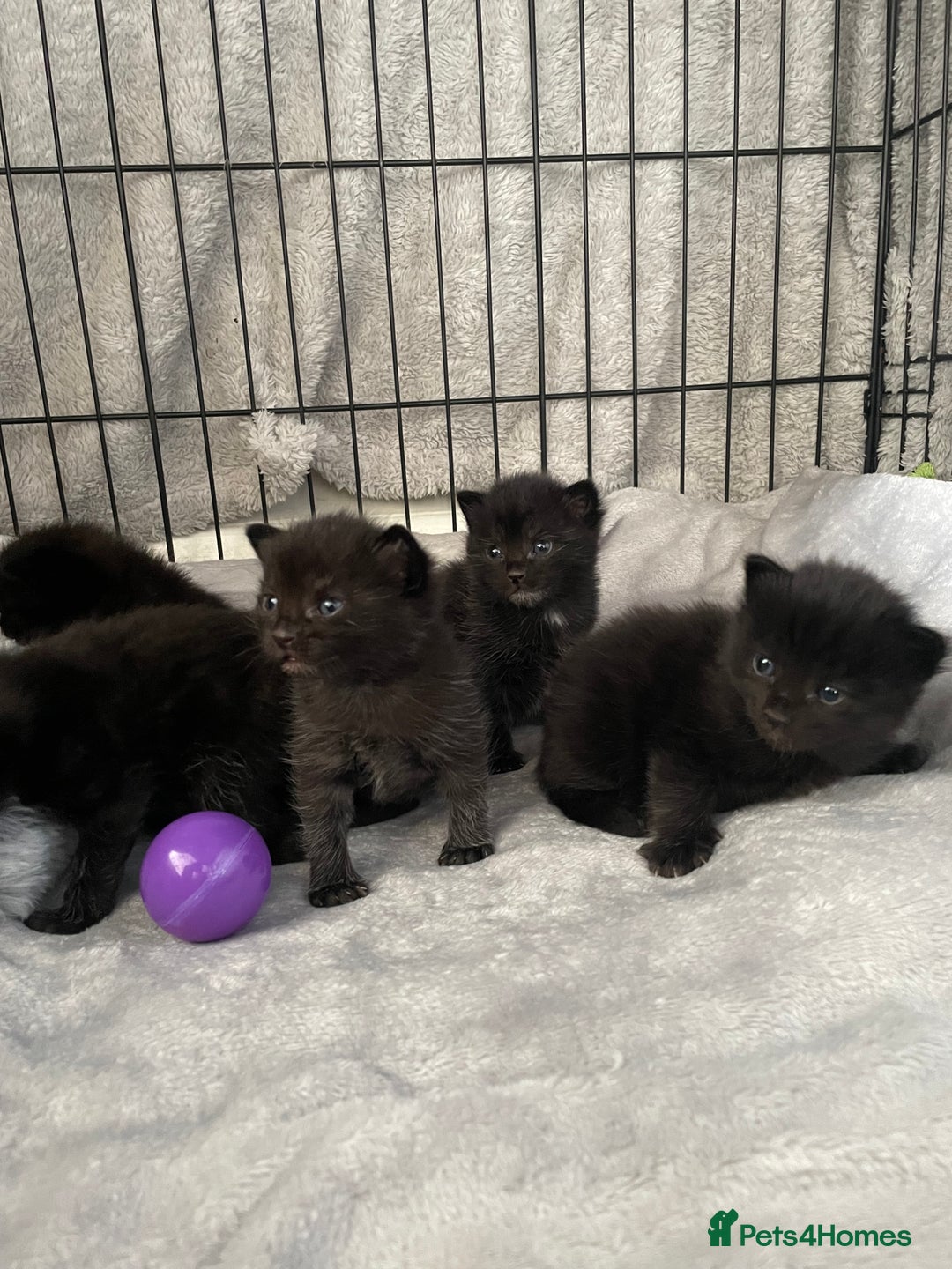 Mixed Breed cats for sale: Stunning kittens - Image 18