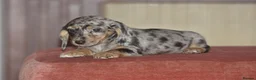Dachshund dogs for sale: Adorable puppies looking for new home - Advert 6