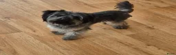 Yorkshire Terrier dogs for sale: Beautiful Yorkshire Terrier Puppys  - Advert 1