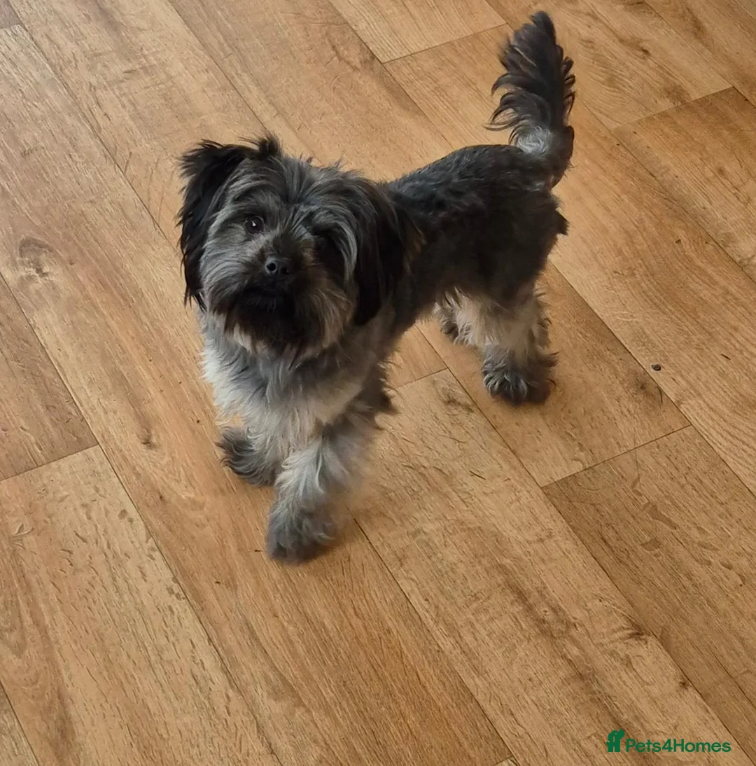 Yorkshire Terrier dogs for sale: Beautiful Yorkshire Terrier Puppys  - Advert 1