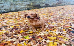 Labrador Retriever dogs for sale: Lovely fox red Labrador puppies  - Image 8