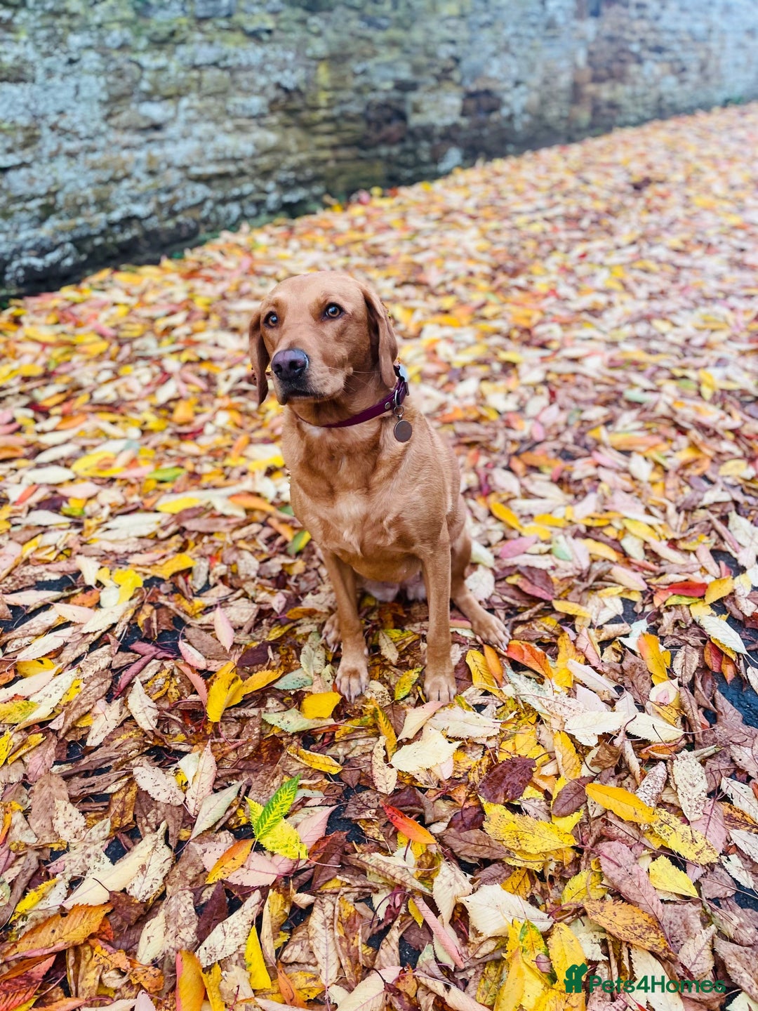 Labrador Retriever dogs for sale: Lovely fox red Labrador puppies  - Image 8