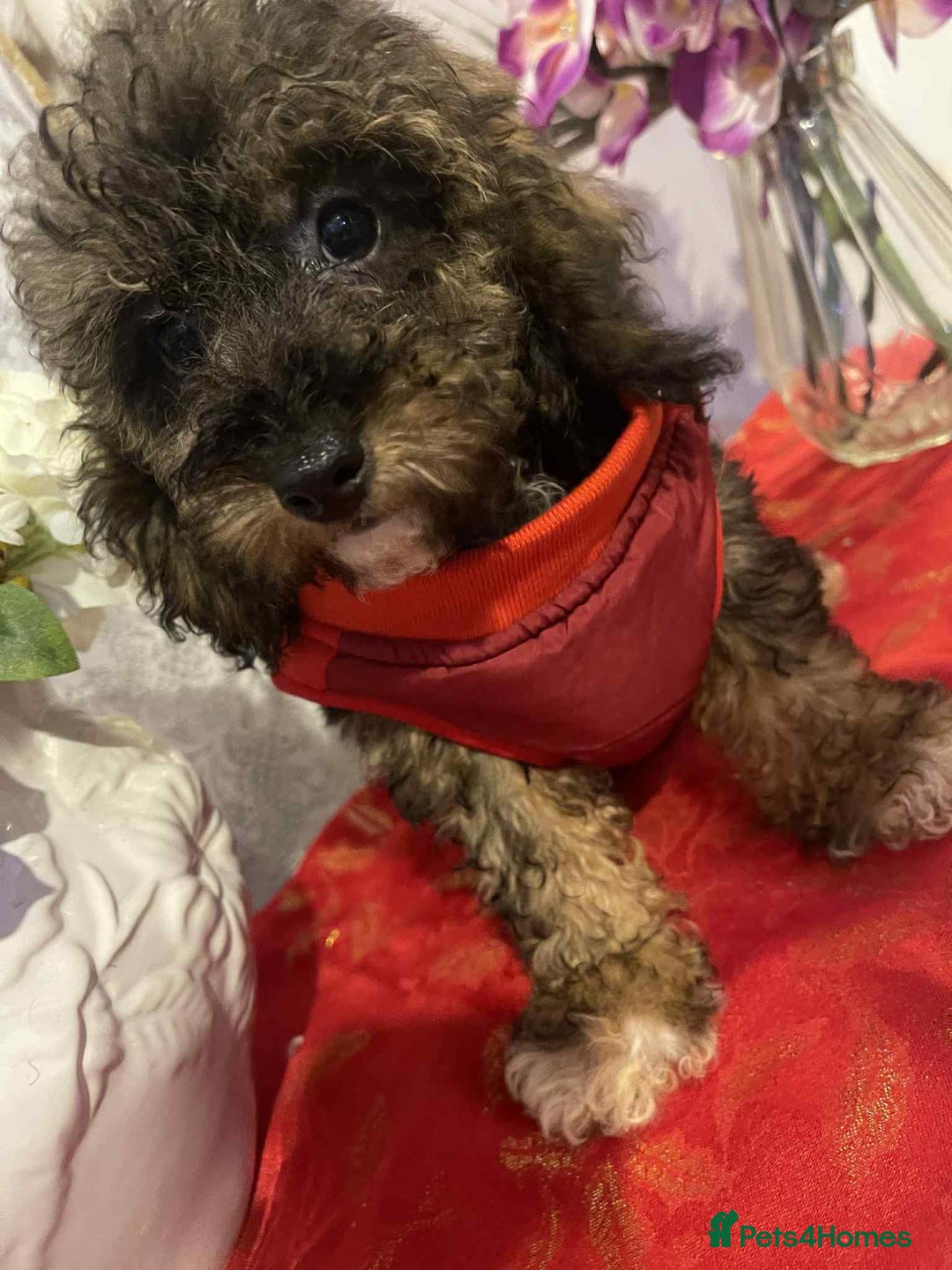 Maltipoo dogs for sale: Maltipoo babies - Advert 5