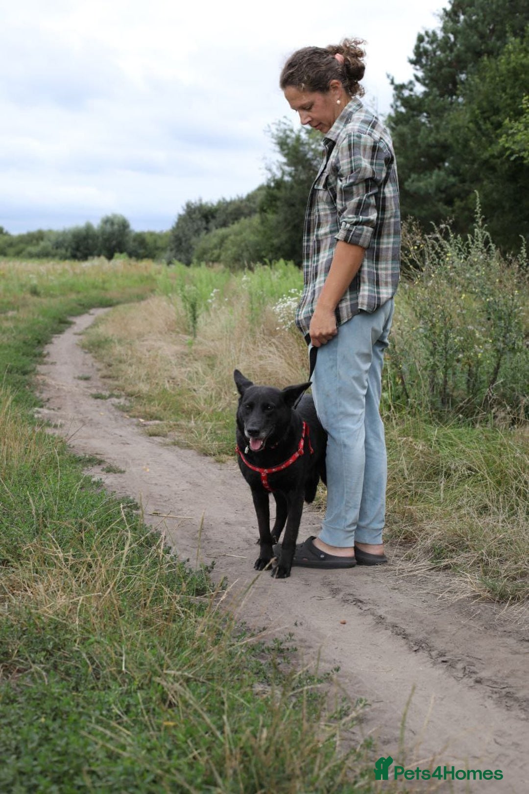 Mixed Breed dogs for adoption: 💖🐶 MARY 🐶💖 - Image 4