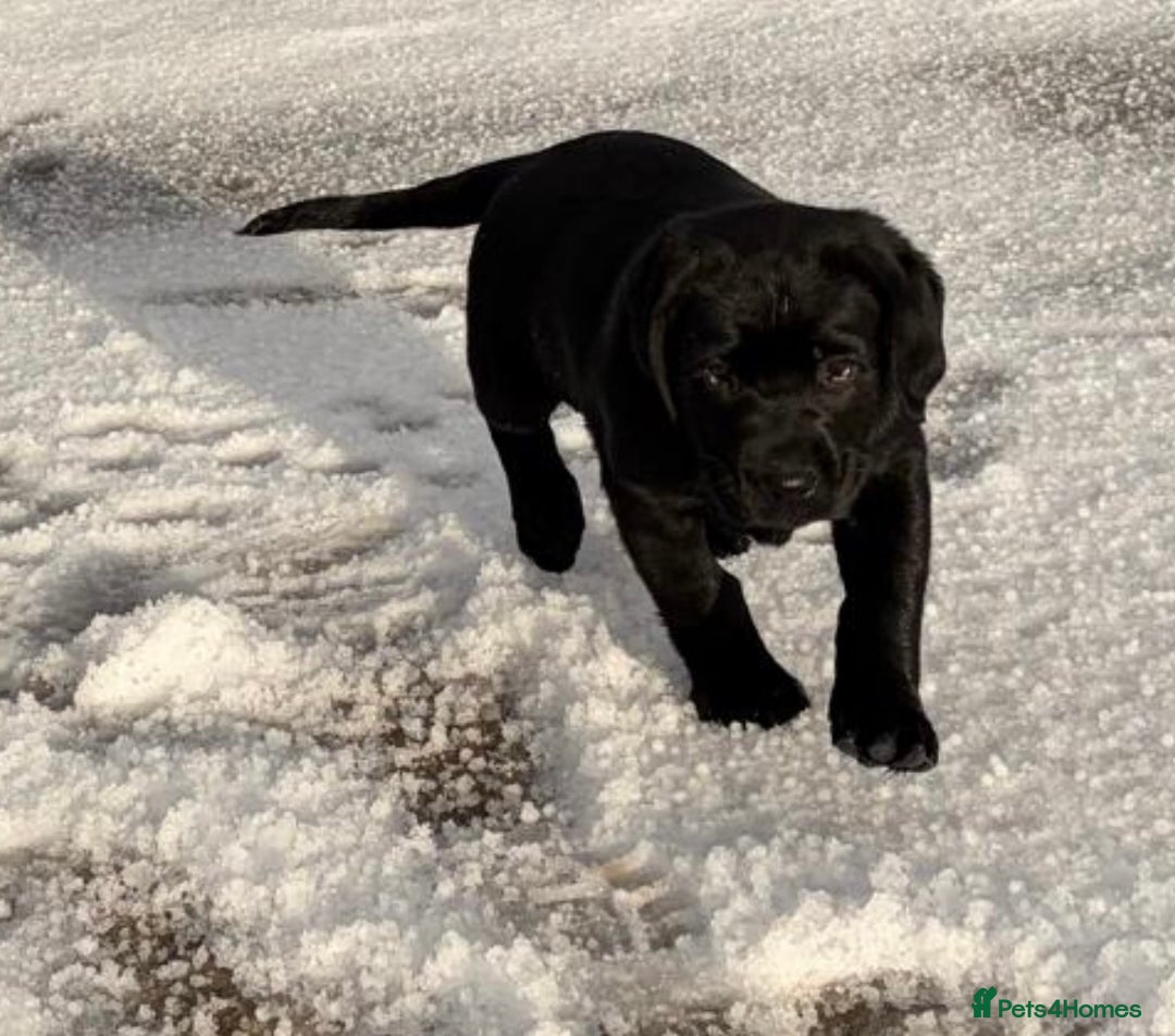 Labrador Retriever dogs for sale: 2 girls  - Advert 5