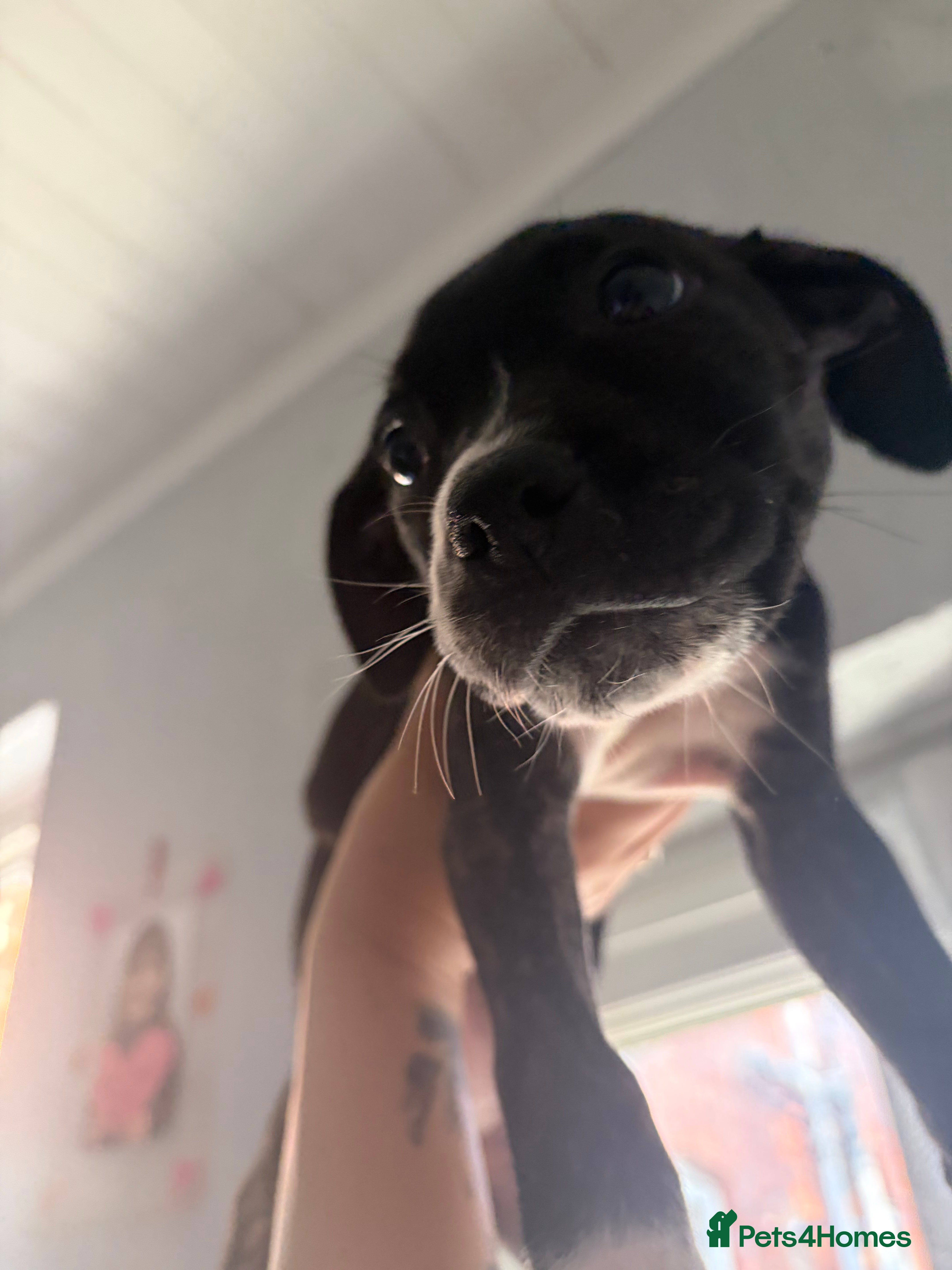 Mixed Breed dogs 8 week old staffy-cross Puppies - Advert 2