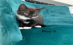 Mixed Breed cats for sale: 5 Male kittens ready for new homes - Image 8