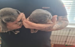 Mixed Breed dogs for sale: French bull weinners  - Image 27