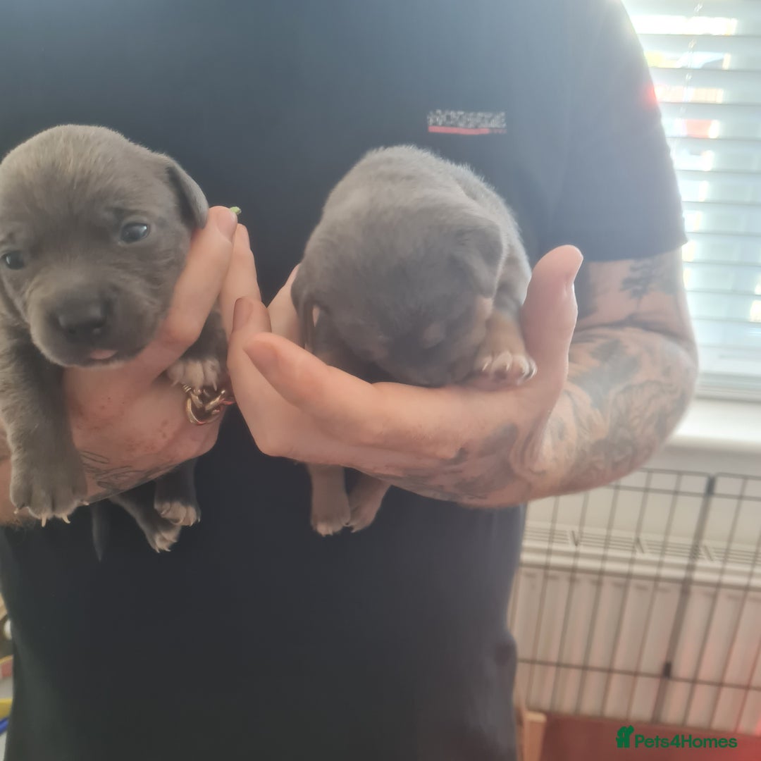 Mixed Breed dogs for sale: French bull weinners  - Image 27